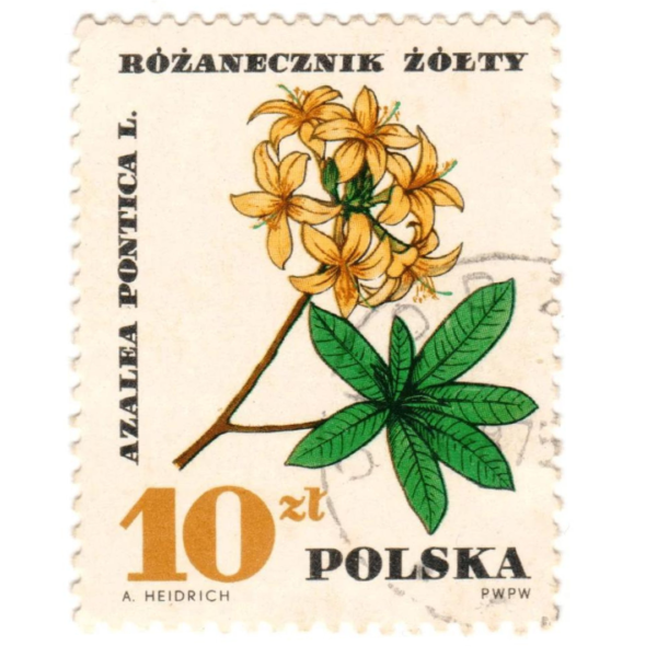 POLAND stamp 1967 Sc1516 .10 zt Azalea Pontica n