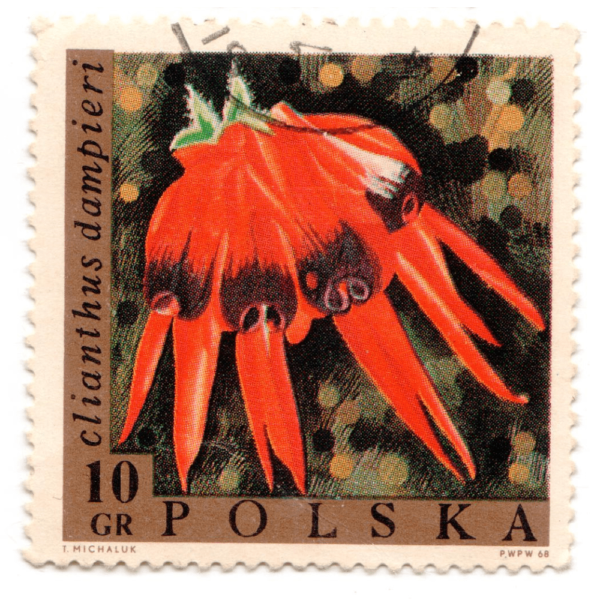 Poland Clianthus Dampieri Stamp Postage 1968 3Aed